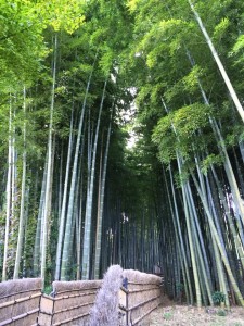あだしの念仏寺の中の竹林